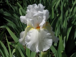  Jahresausflug 2007 Botanischer Garten Muenchen Iris